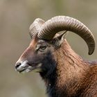 Steinbock