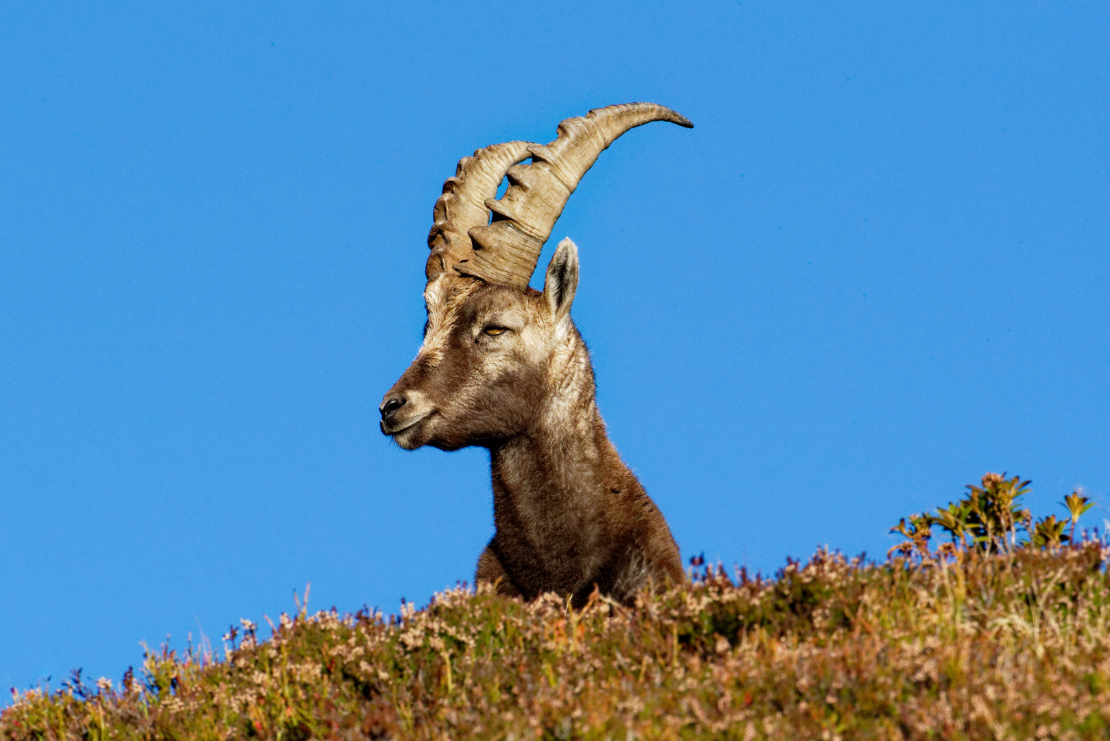 Steinbock