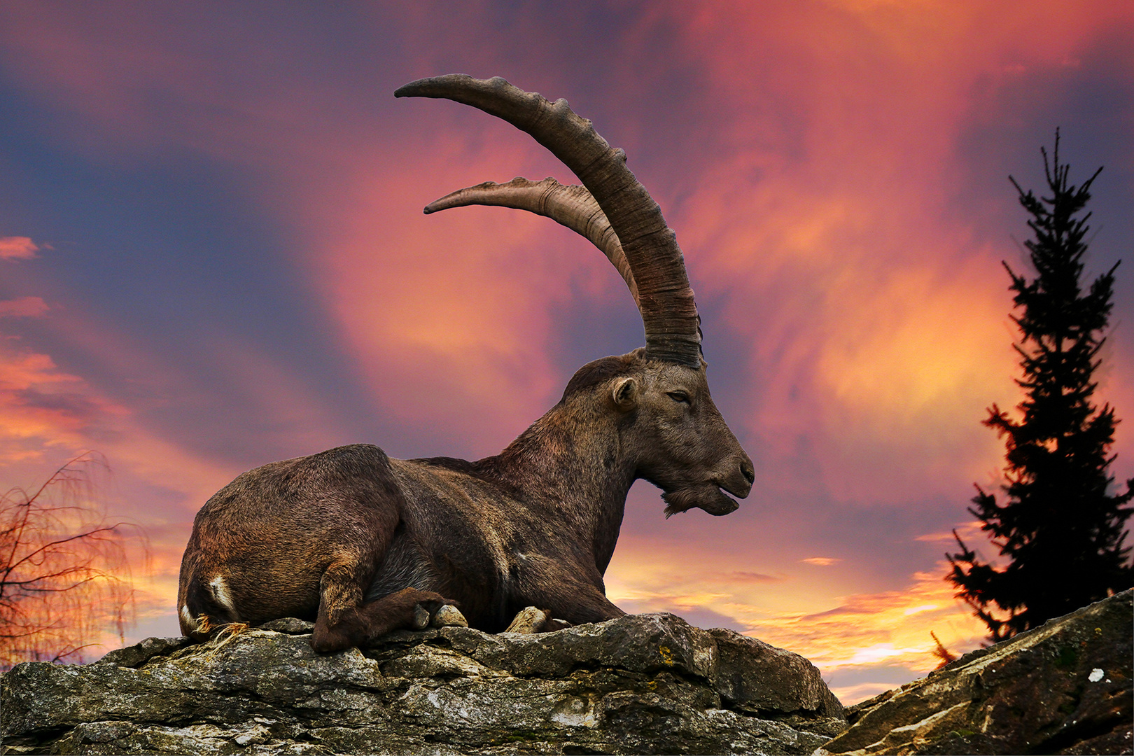 Steinbock Foto & Bild tiere, natur Bilder auf