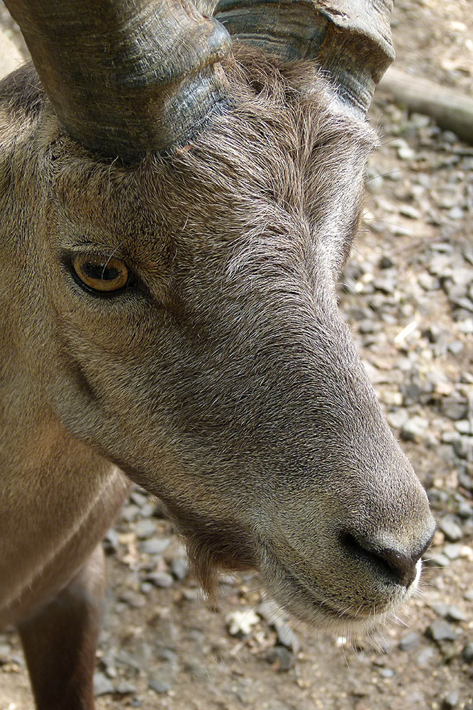 Steinbock