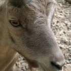 Steinbock