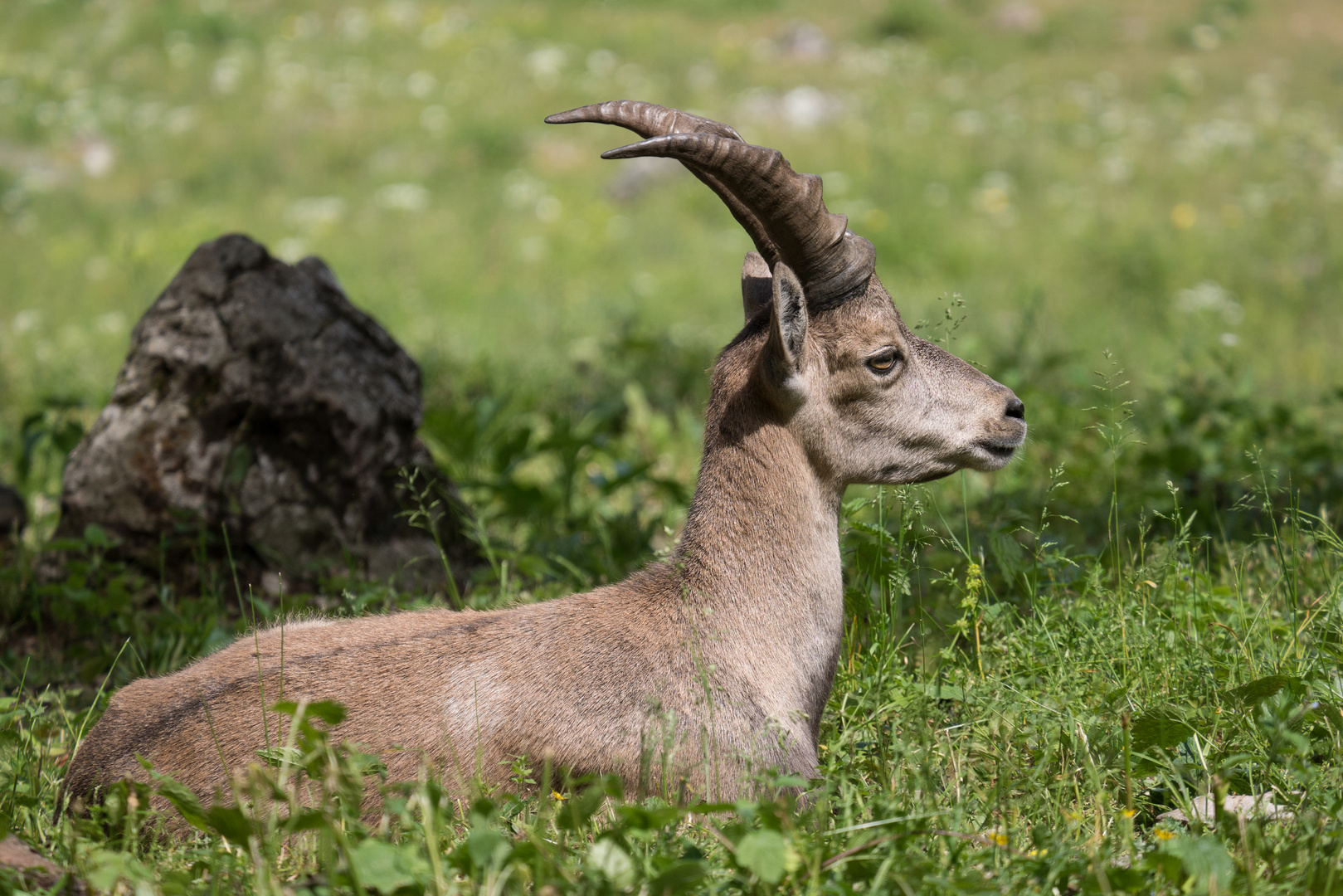 Steinbock