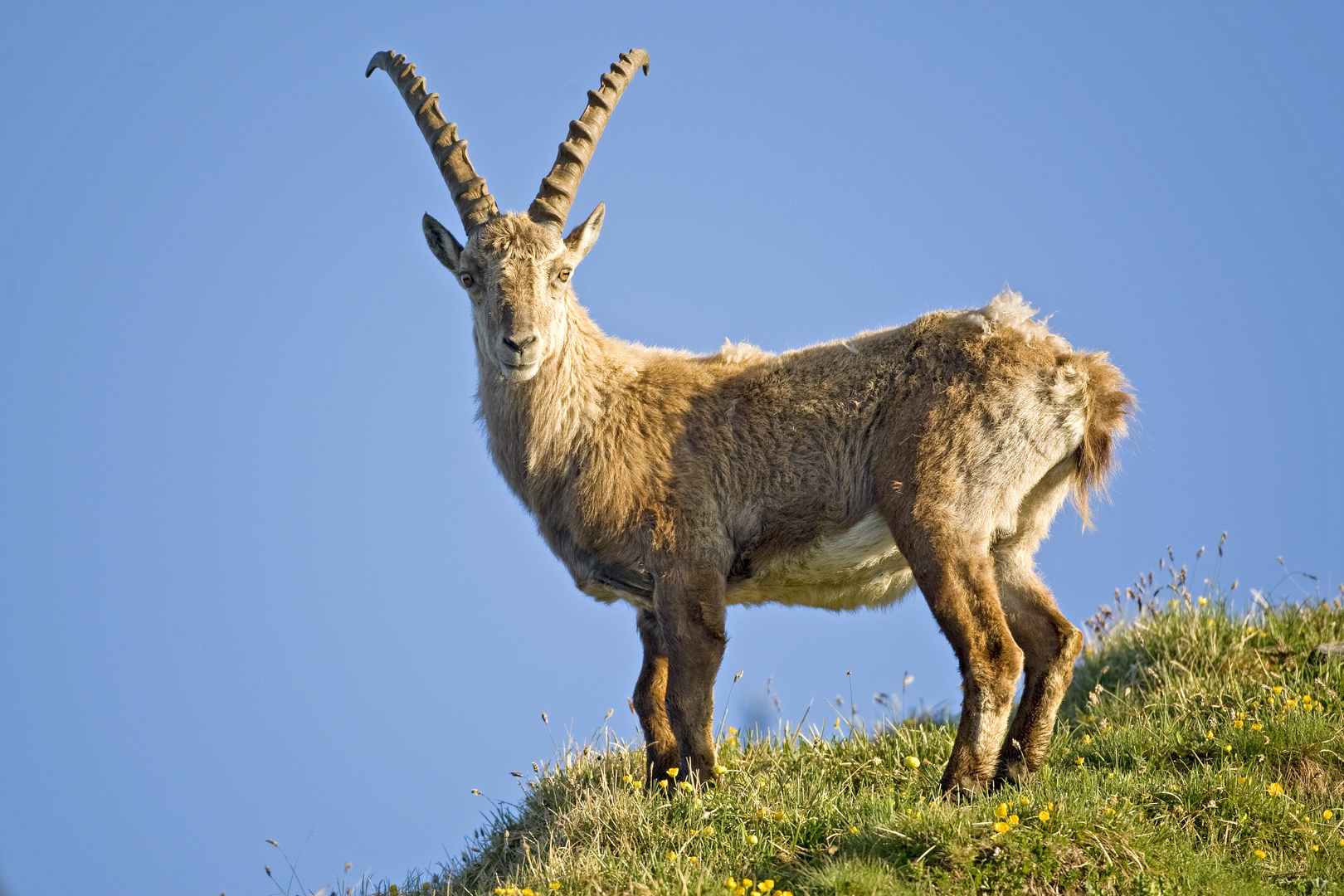 Steinbock