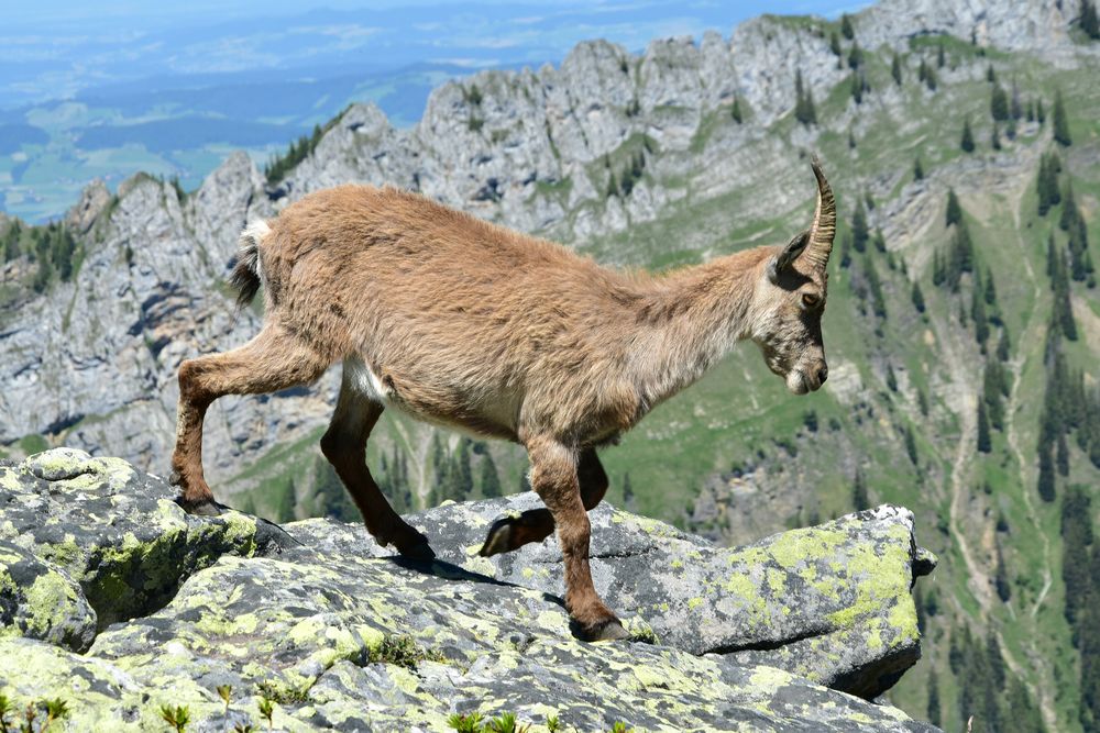 Steinbock