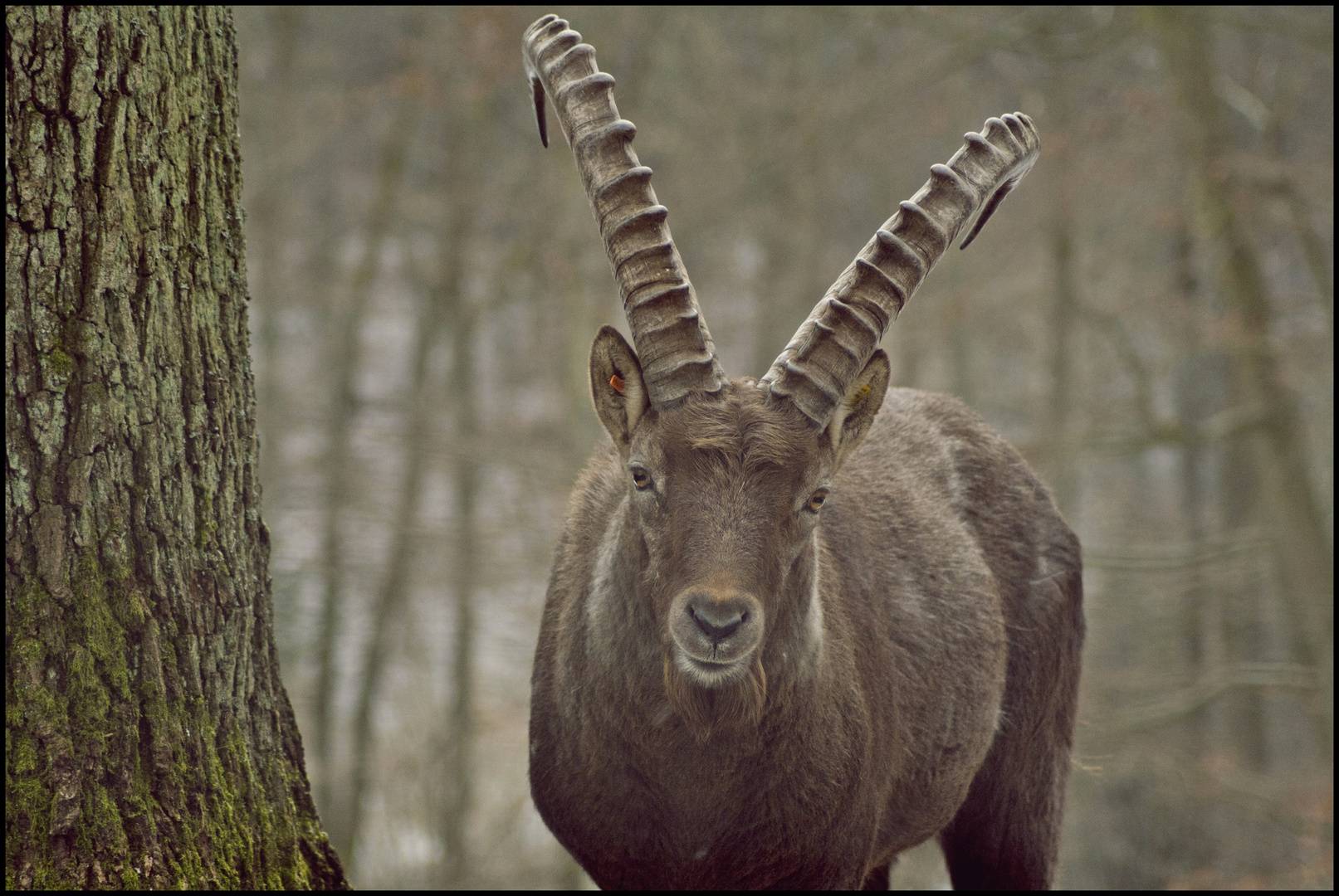 Steinbock