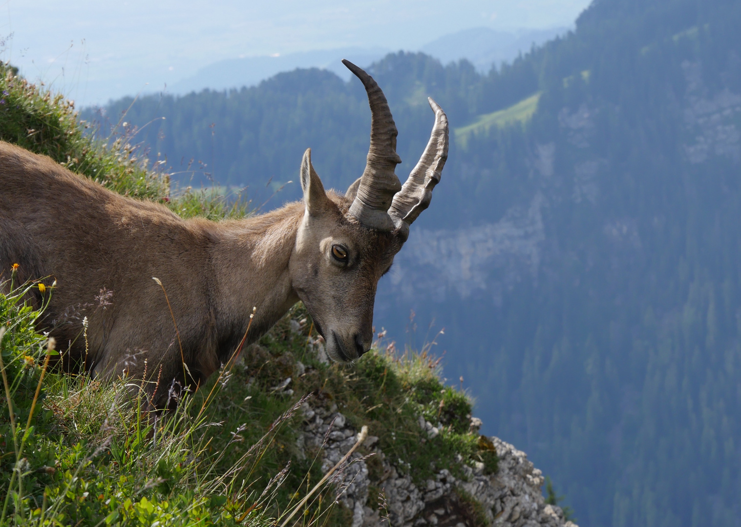 Steinbock