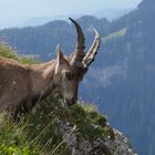 Steinbock