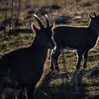 Steinbock