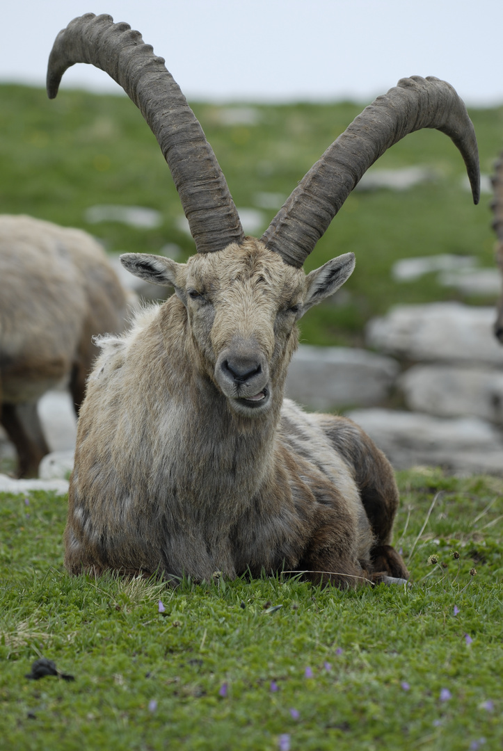 Steinbock