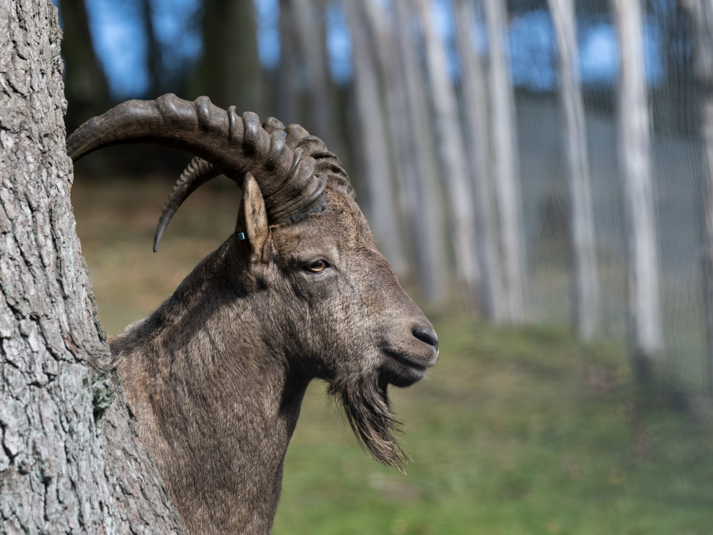 Steinbock