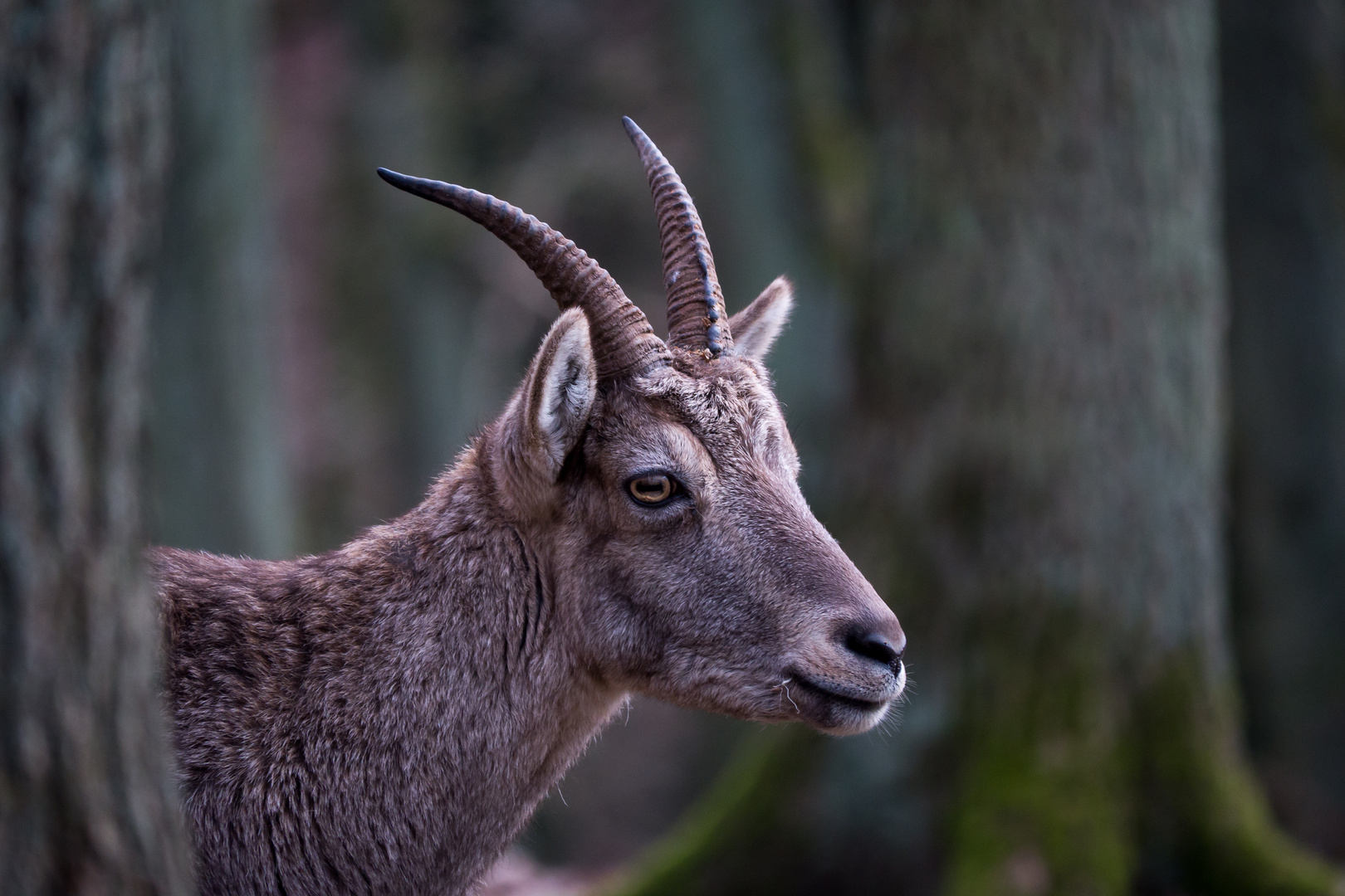 Steinbock