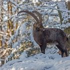 Steinbock