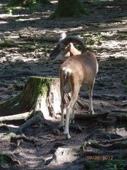 Steinbock