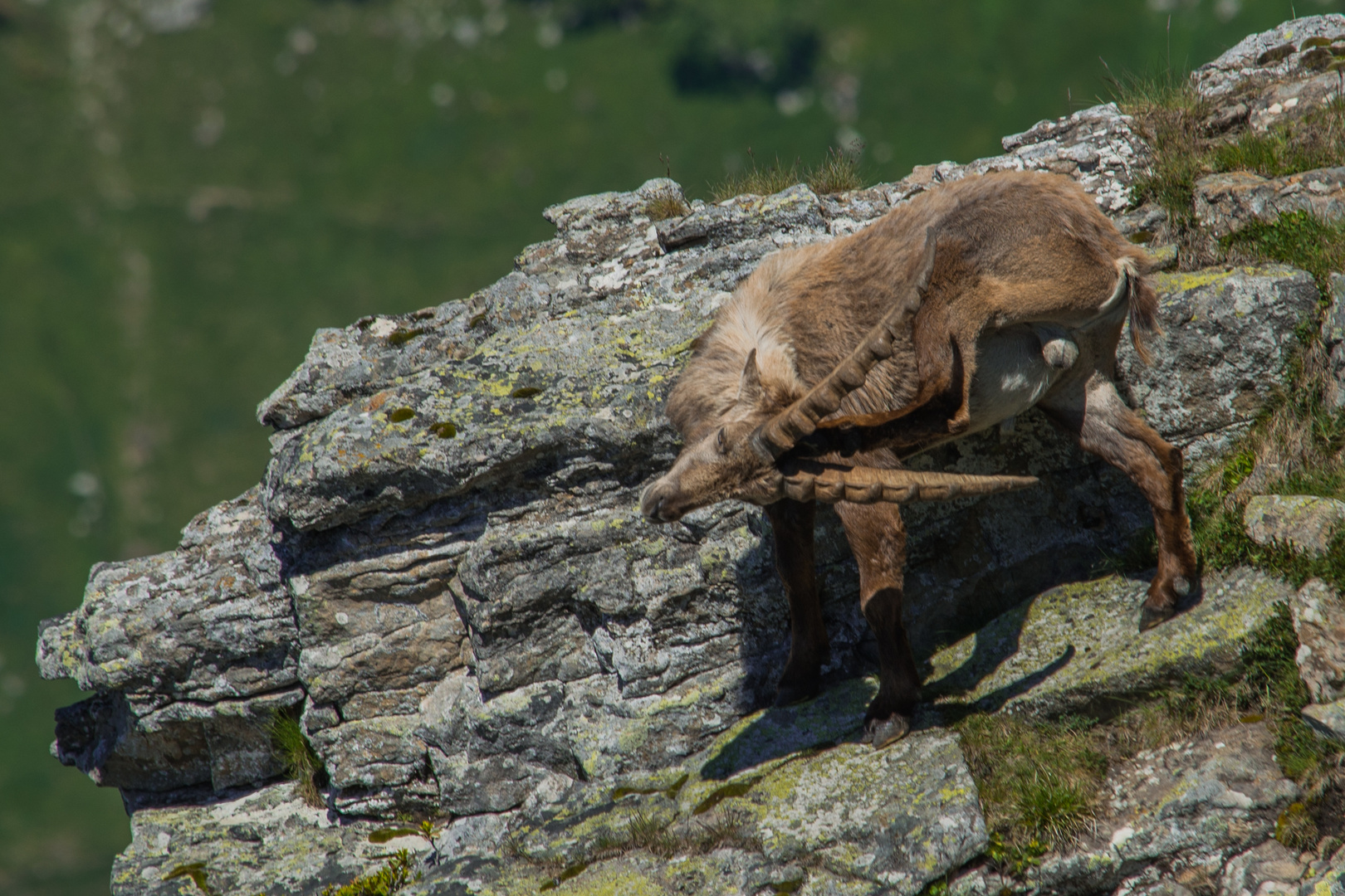 Steinbock