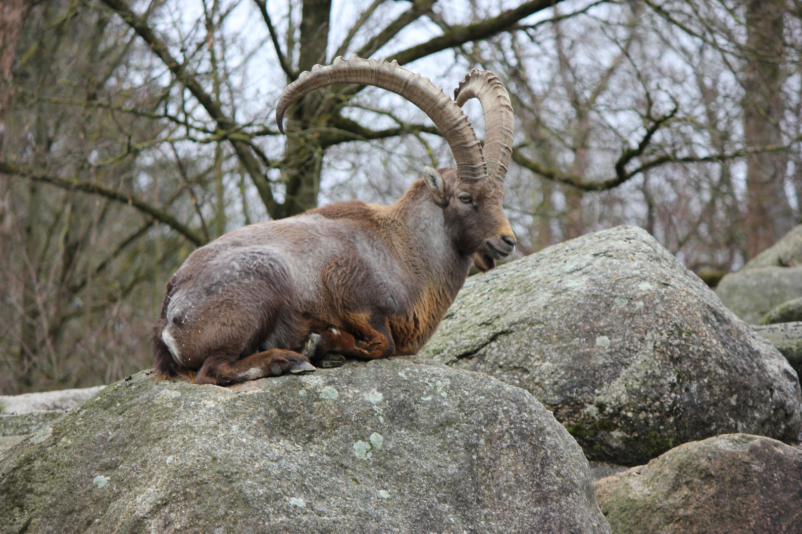 Steinbock