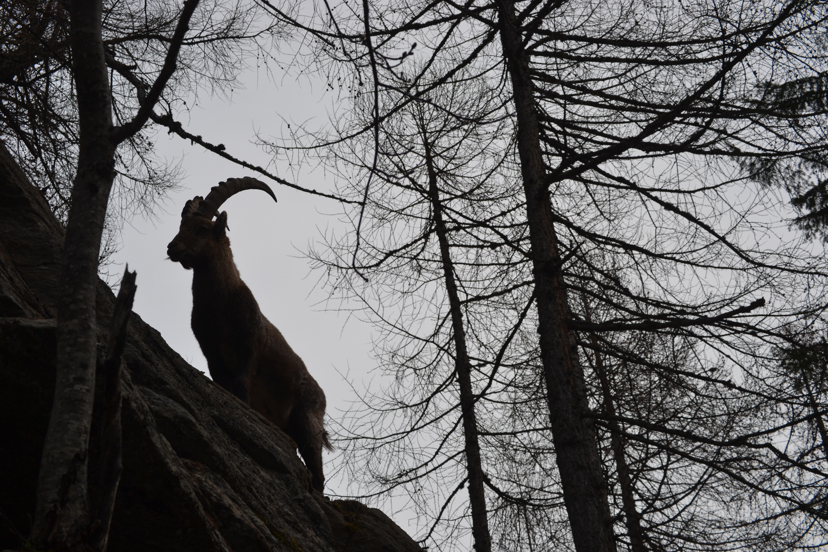 Steinbock