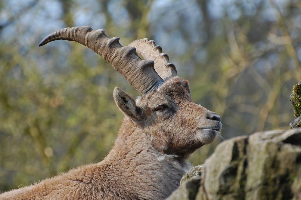 Steinbock.