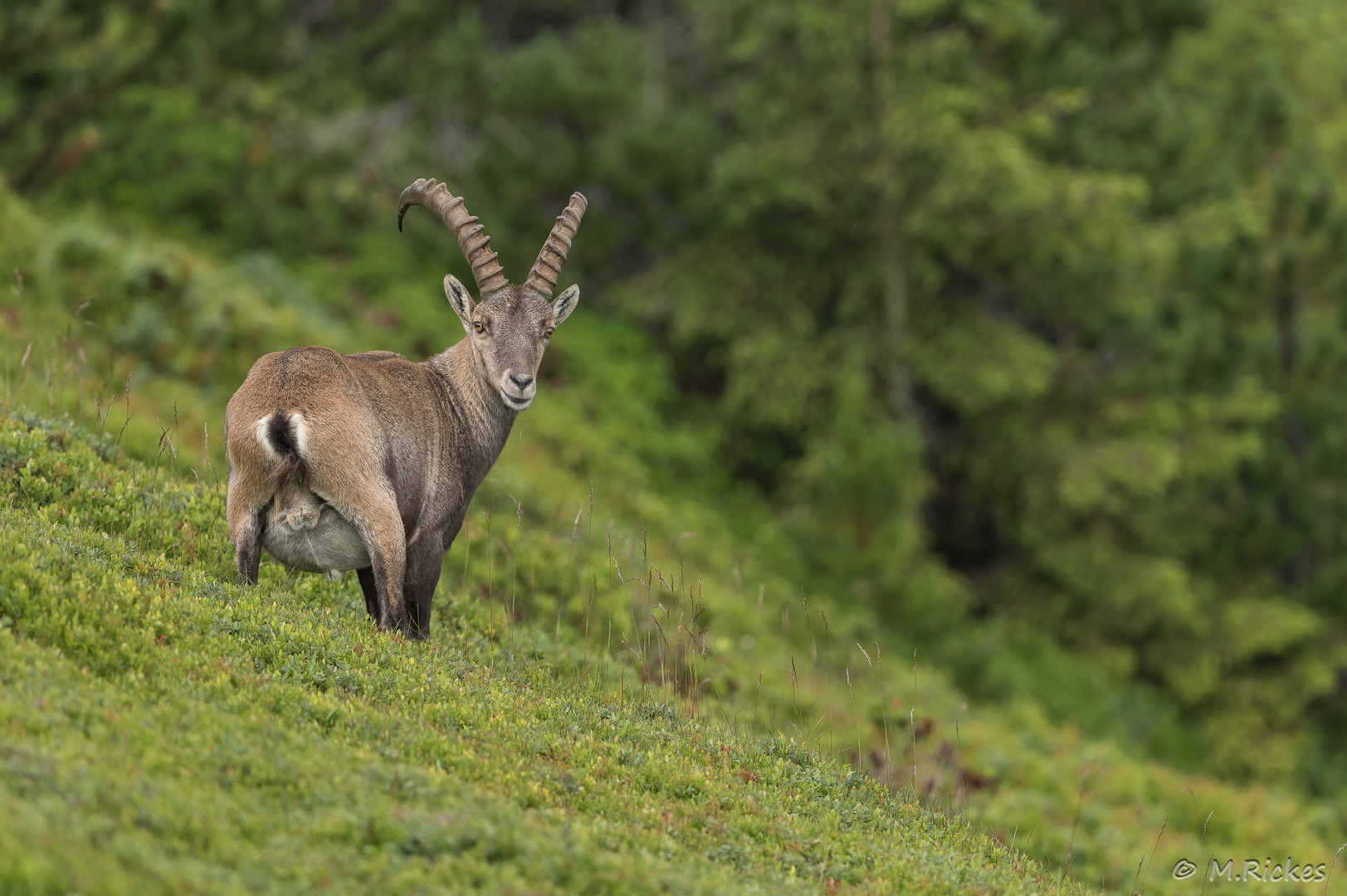 Steinbock