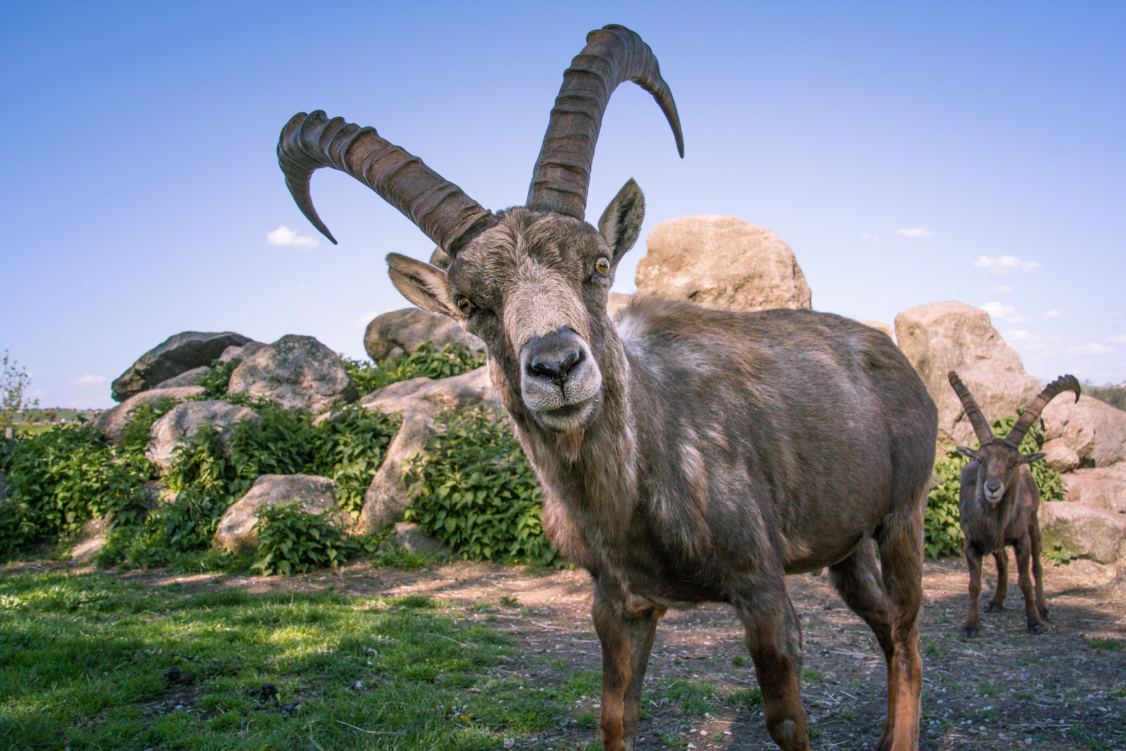 Steinbock 