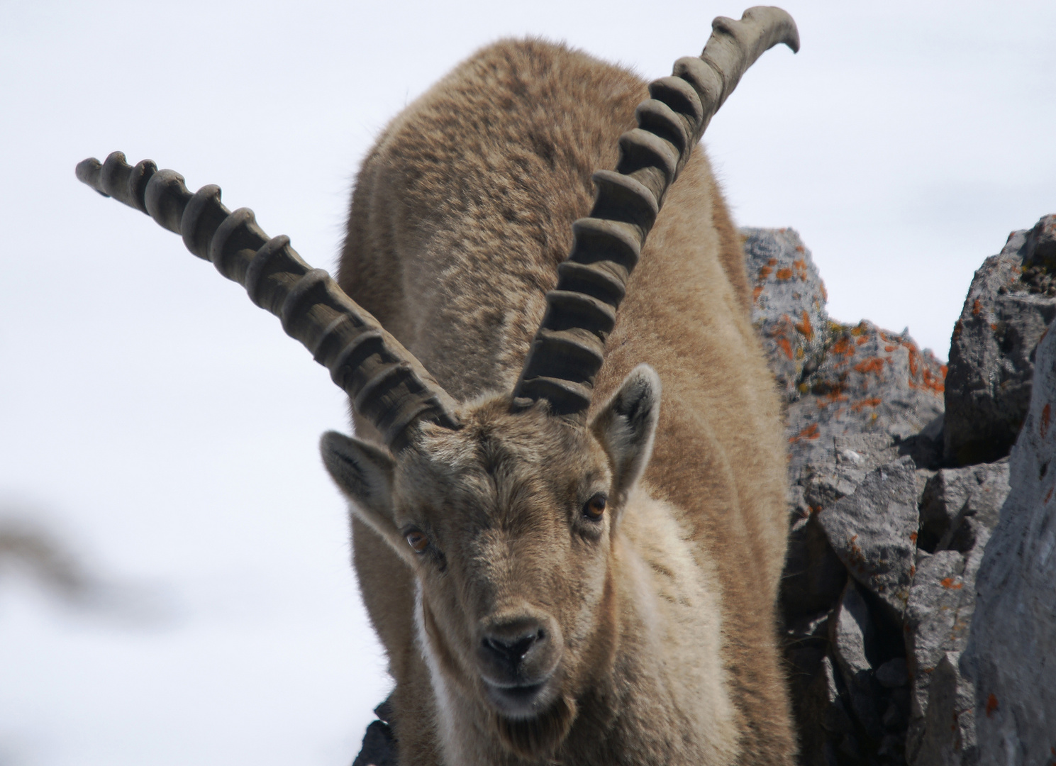 steinbock