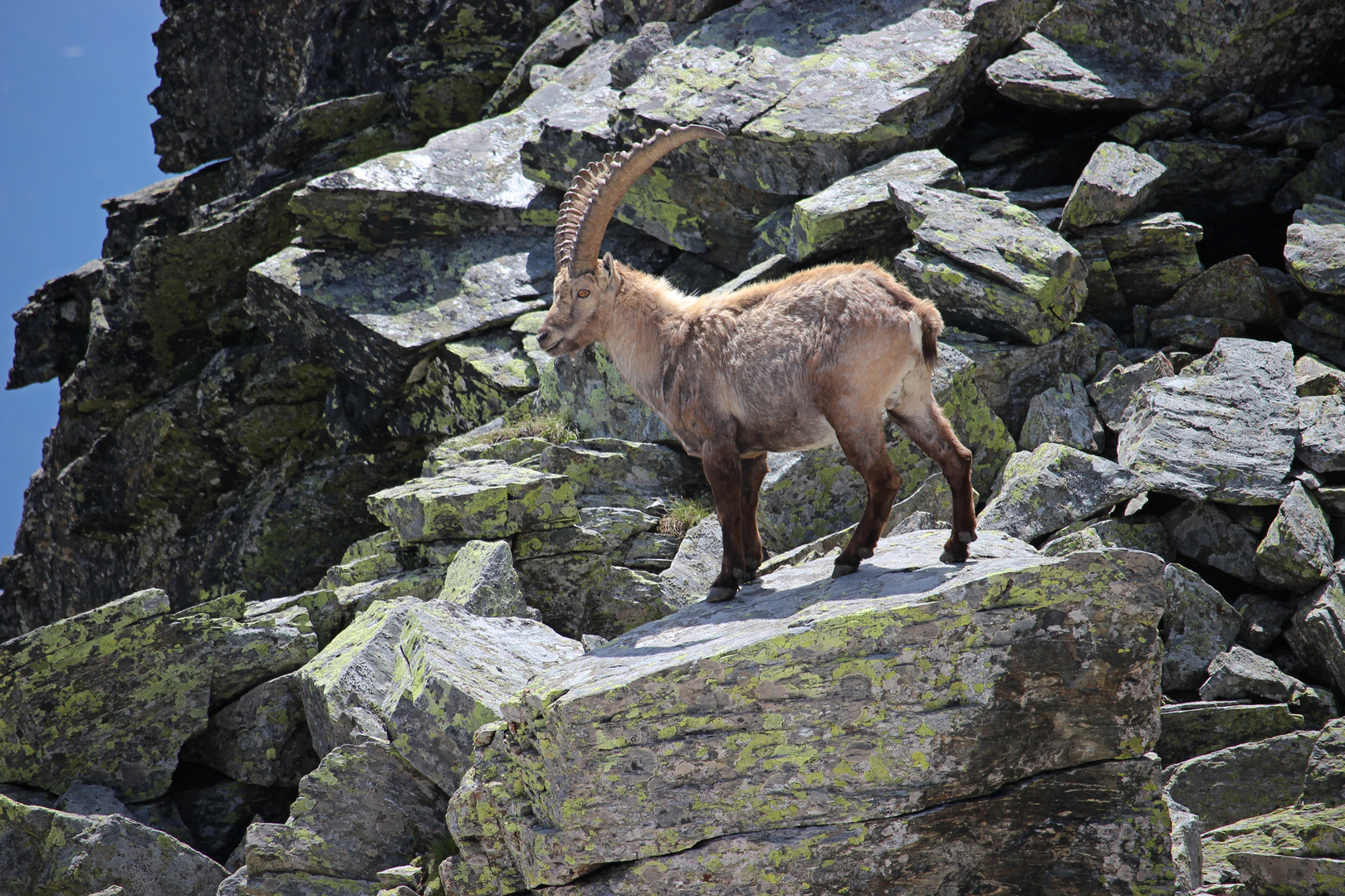 Steinbock