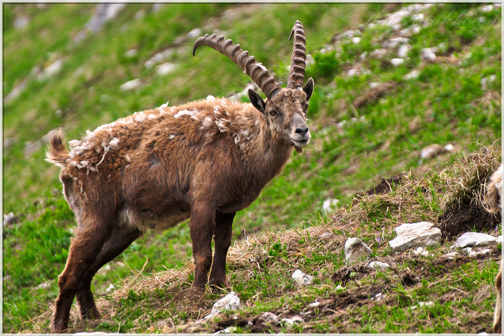 Steinbock...