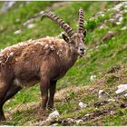 Steinbock...