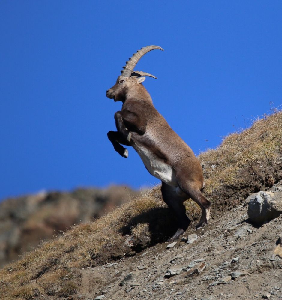Steinbock Foto & Bild tiere, natur Bilder auf