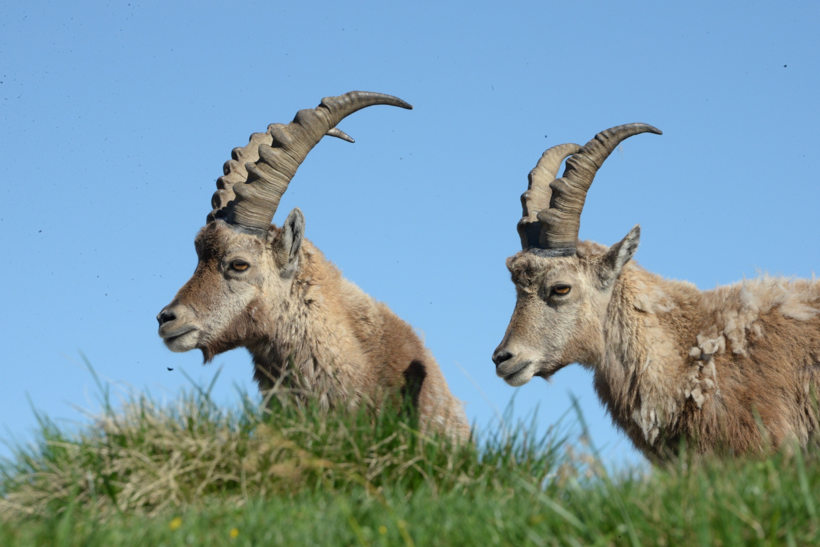 Steinbock