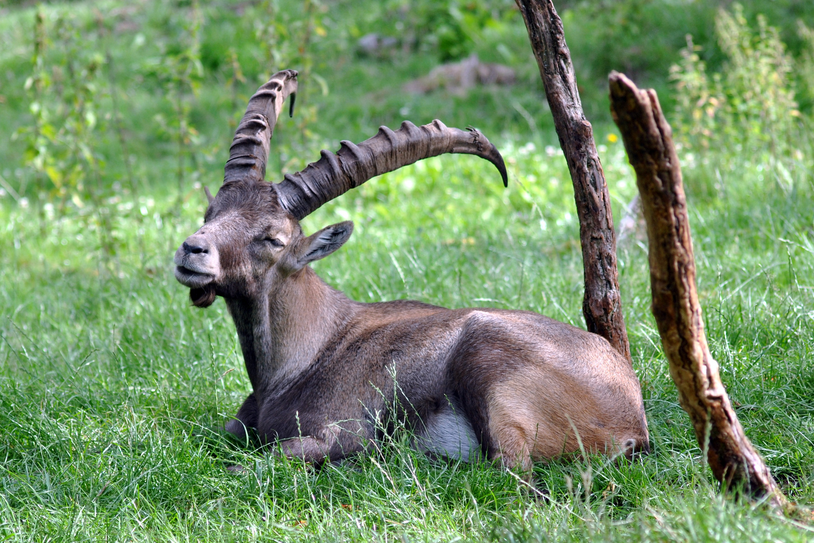 Steinbock