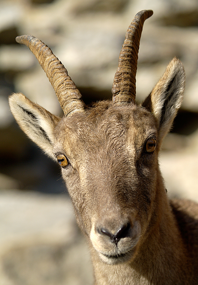 Steinbock