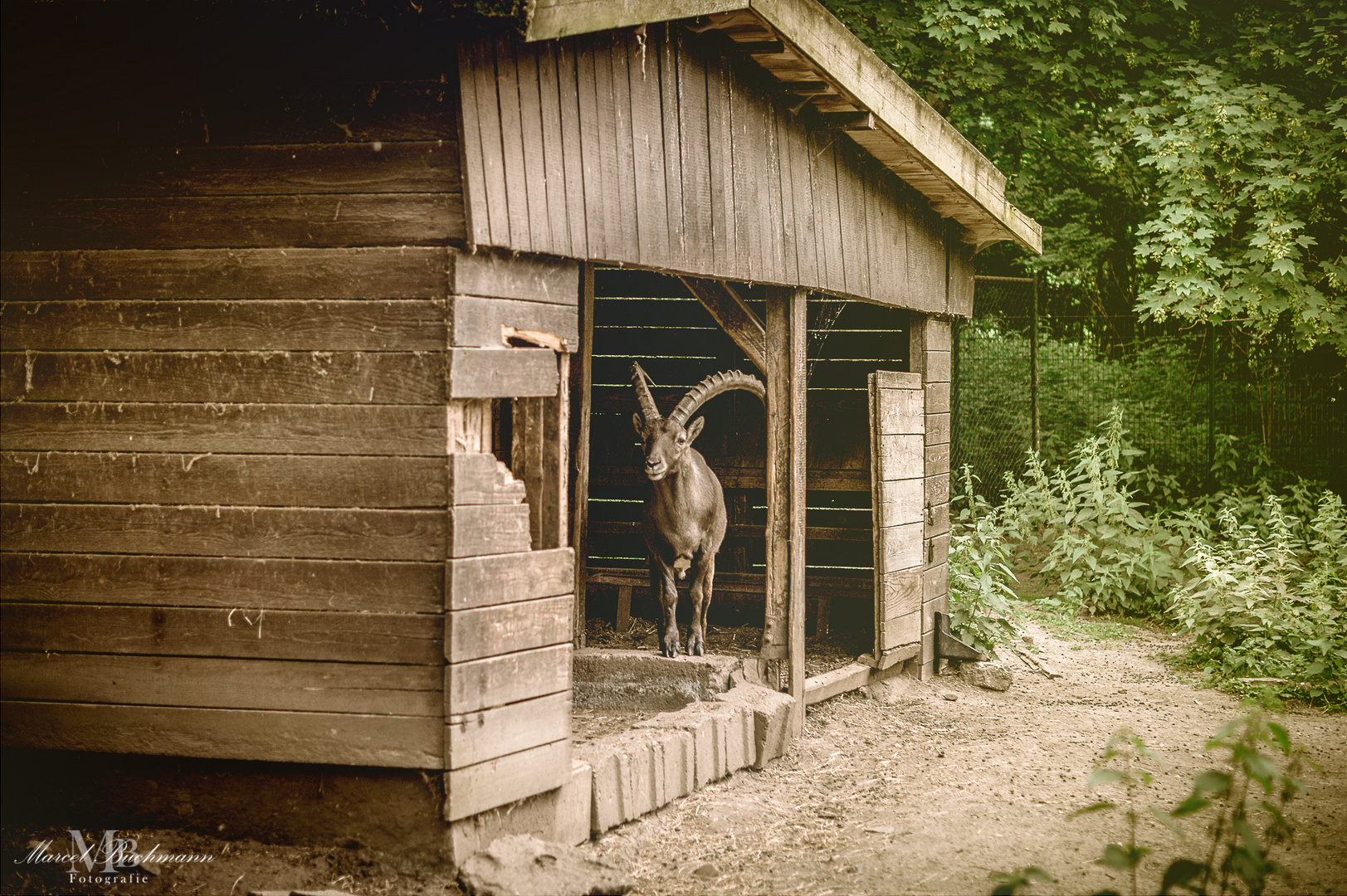 Steinbock