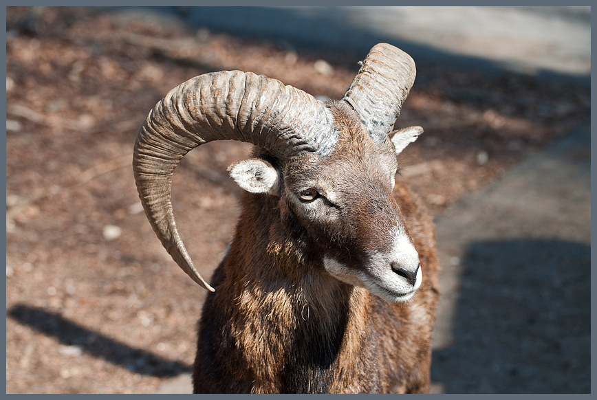 Steinbock