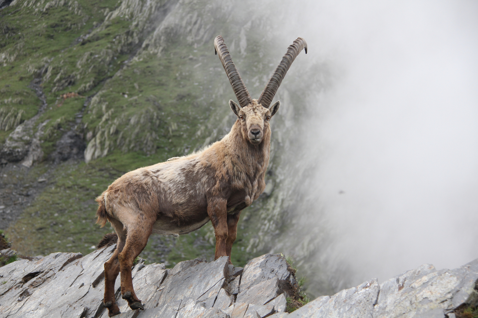 Steinbock