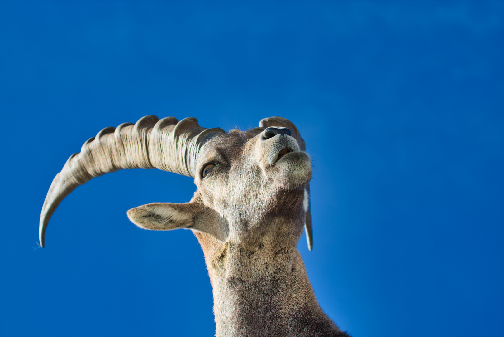 Steinbock