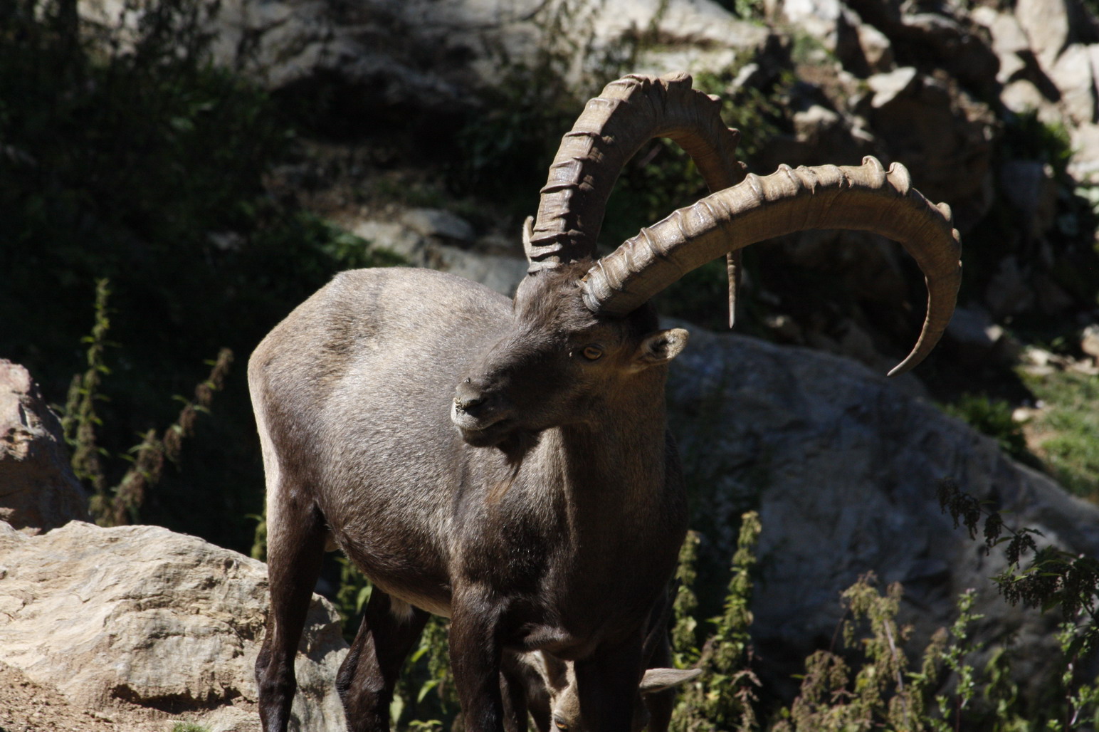 Steinbock