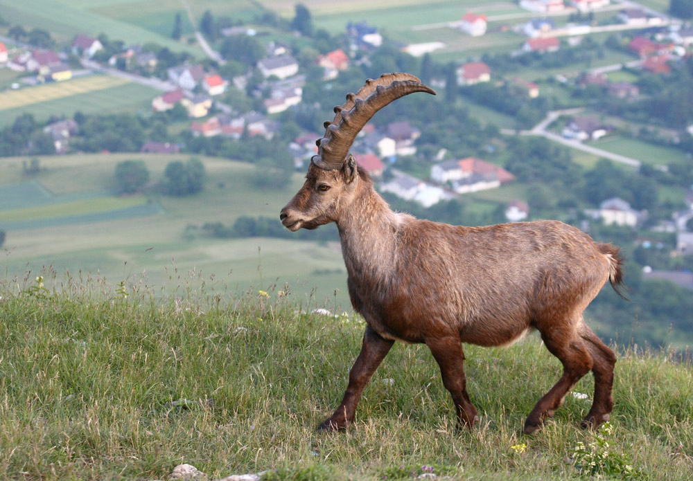 Steinbock