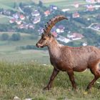 Steinbock