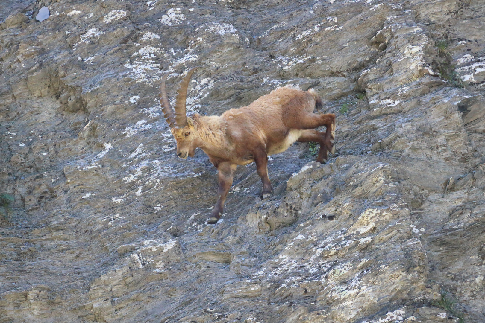 Steinbock