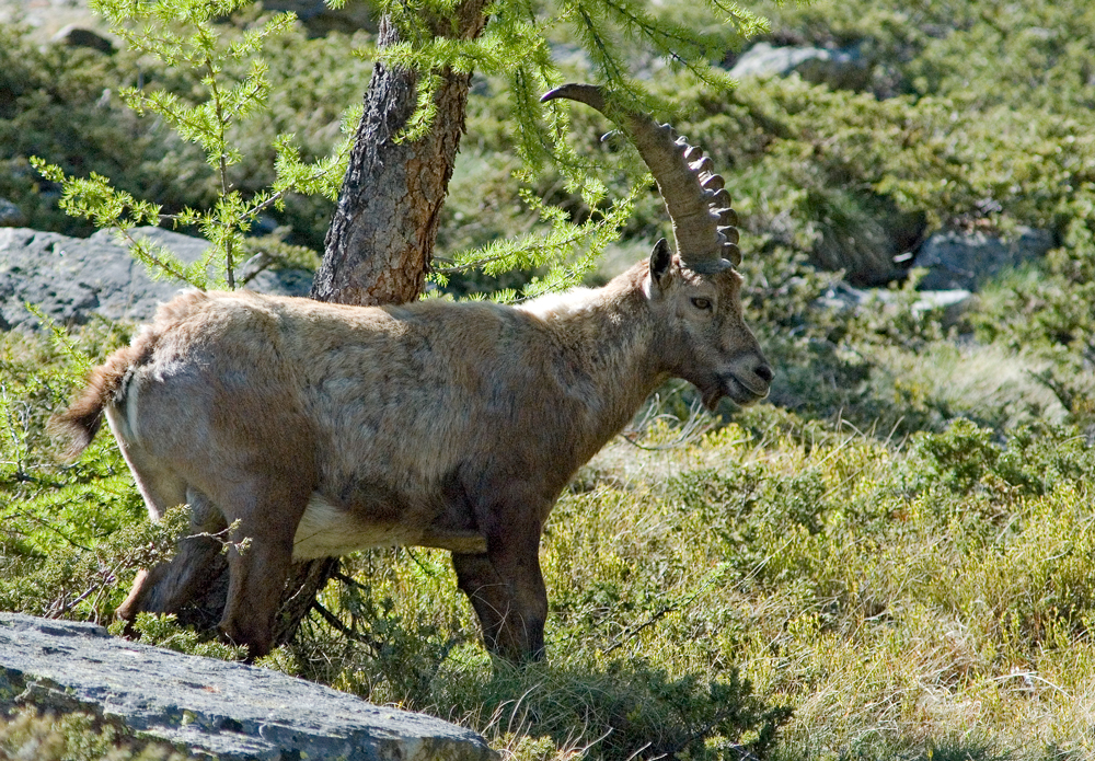 Steinbock