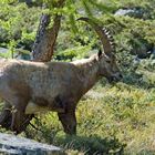 Steinbock