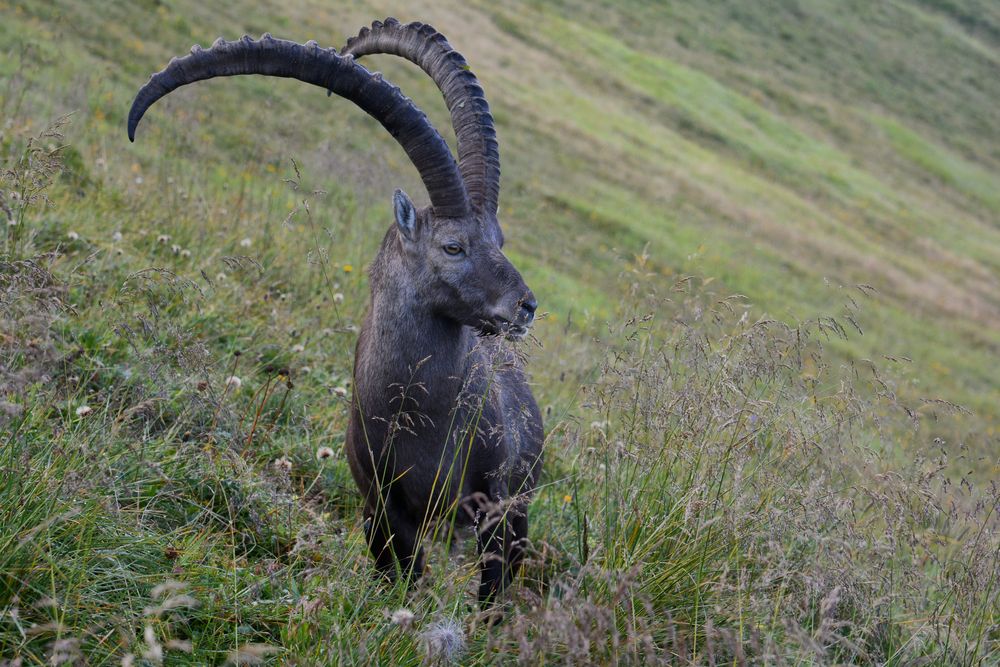 Steinbock