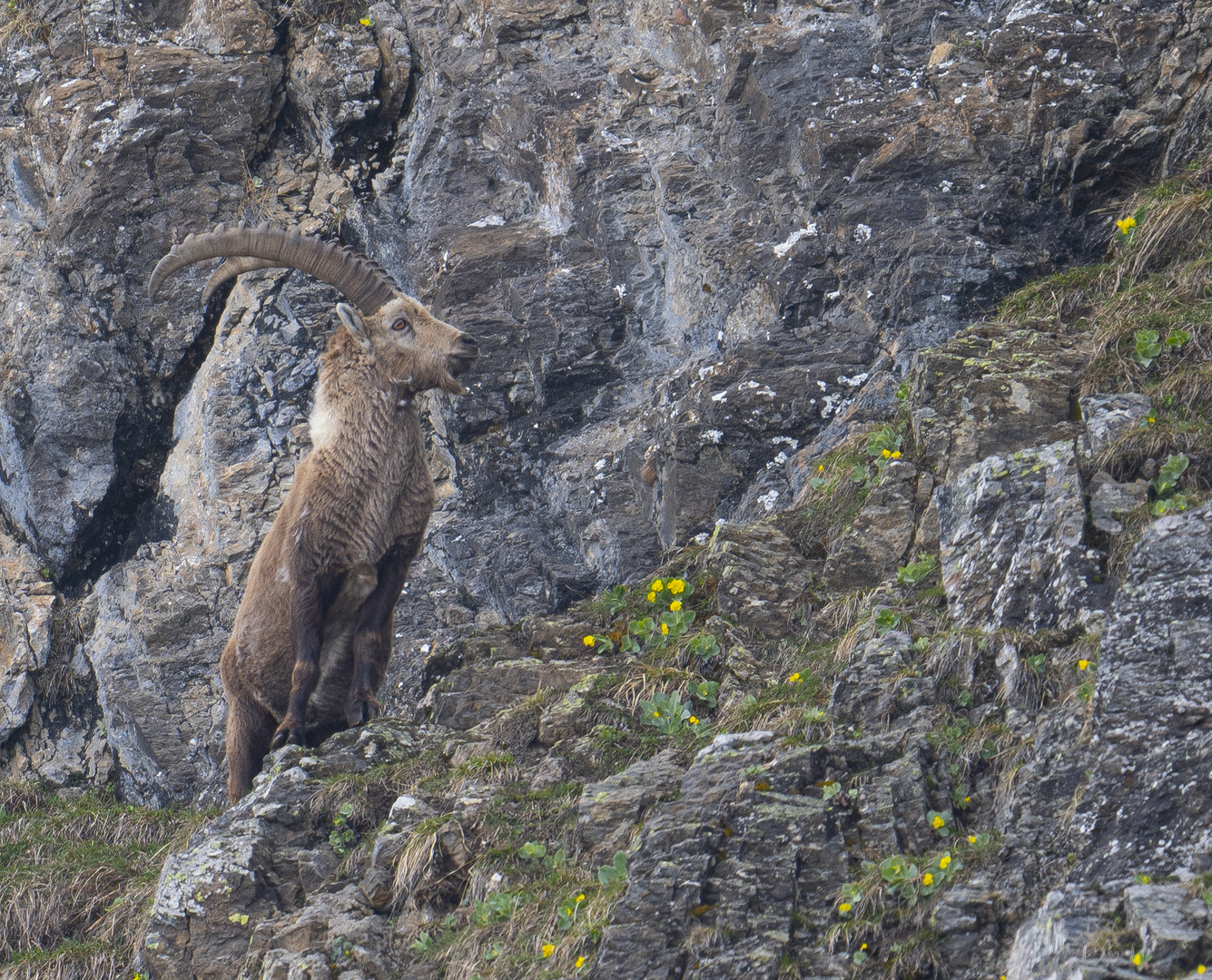 steinbock