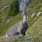 Steinbock "