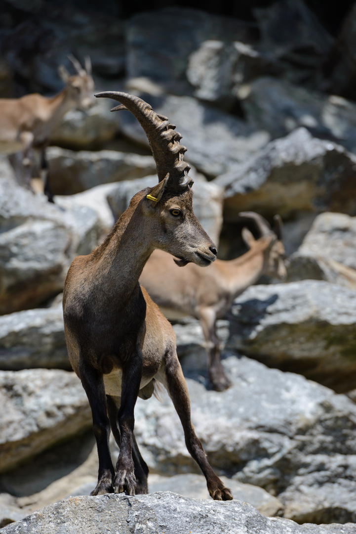 Steinbock