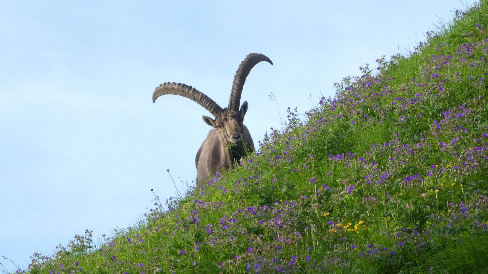 Steinbock Allgäu