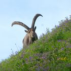 Steinbock Allgäu