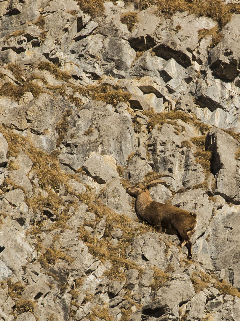 Steinbock Alpe Mähren