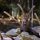 Steinbock Alpenzoo Innsbruck