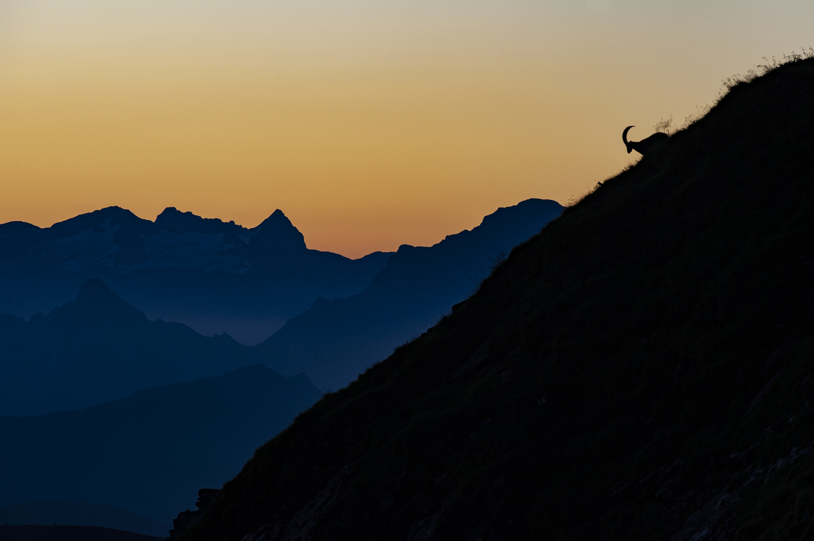 Steinbock am Brienzer Rothorn